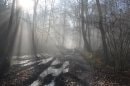 Forêt de Belbeuf
